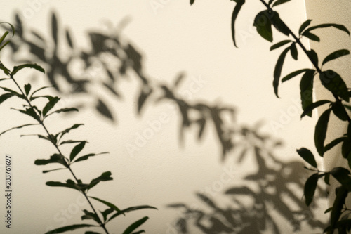 Shadow of leaves branches in wind show on the white wall background