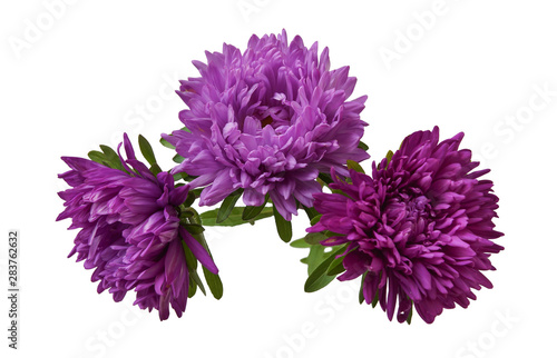 asters purple three isolated on white background