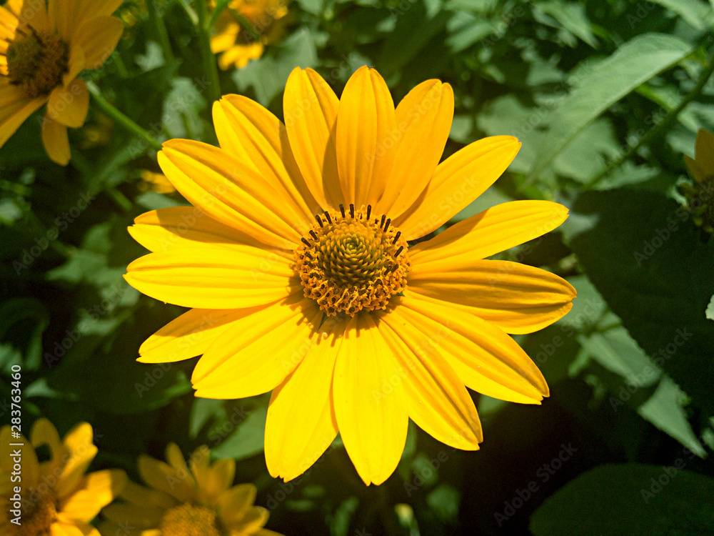Yellow rudbeckia flower in the garden Yellow rudbeckia flower in the garden