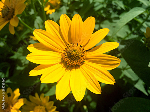 Yellow rudbeckia flower in the garden