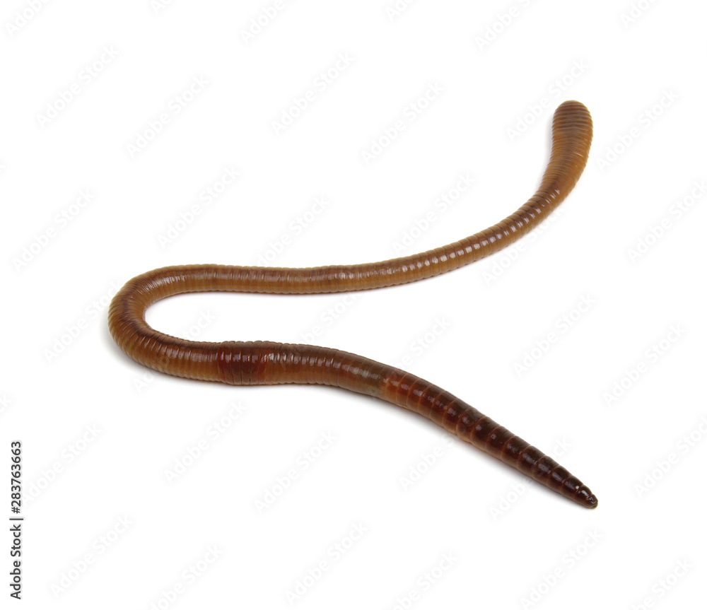 animal earth worm isolated on white animal earth worm isolated on white