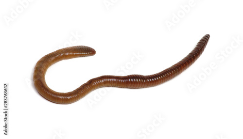 animal earth worm isolated on white