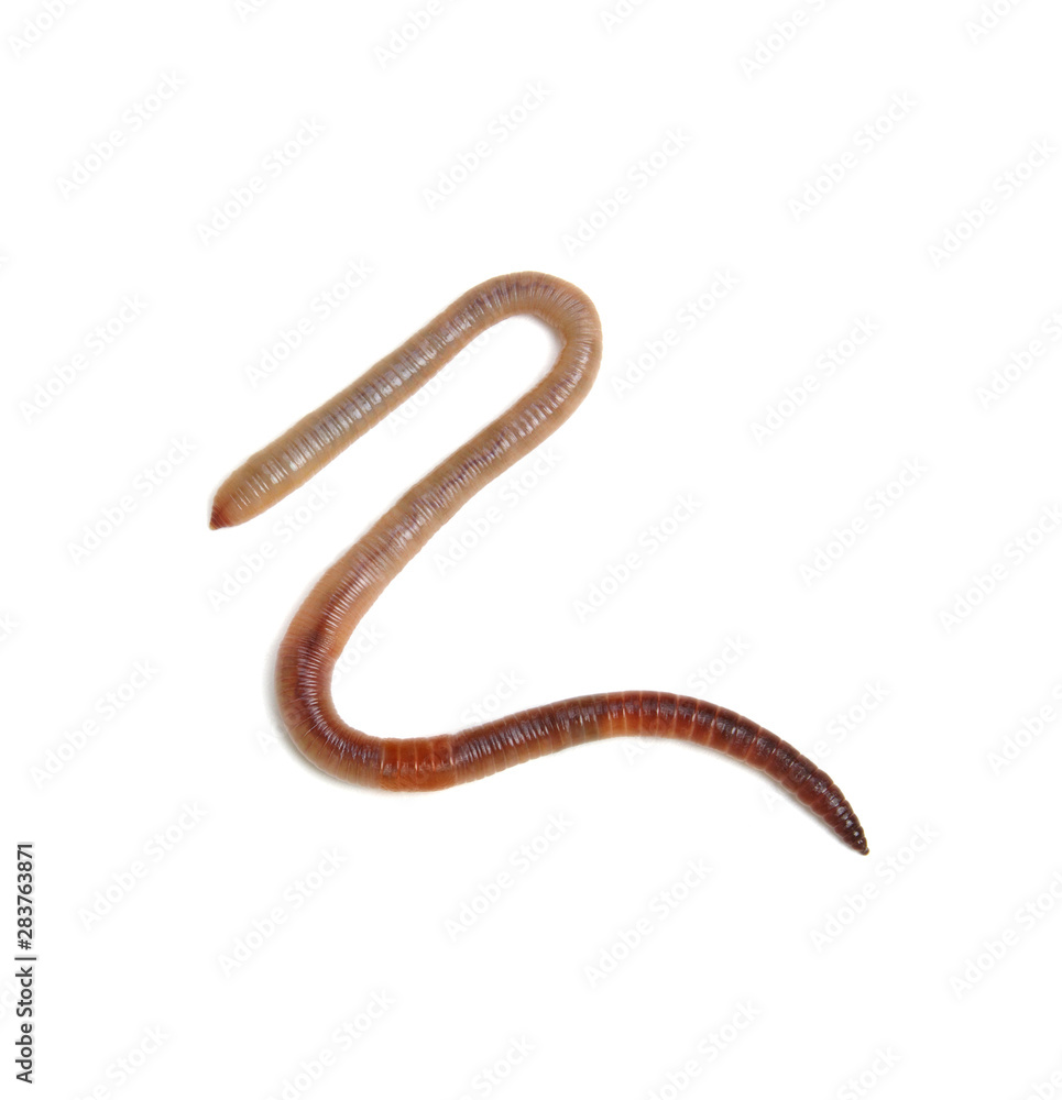 animal earth worm isolated on white animal earth worm isolated on white