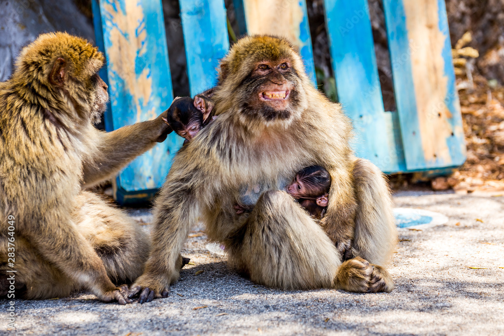 Naklejka premium Gibraltar macaques angry mother with babies