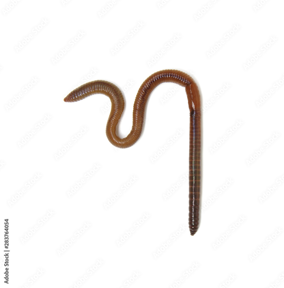 Earth worm isolated on white Earth worm isolated on white