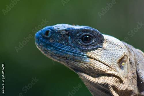  The iguana in nature  Sauropsida 