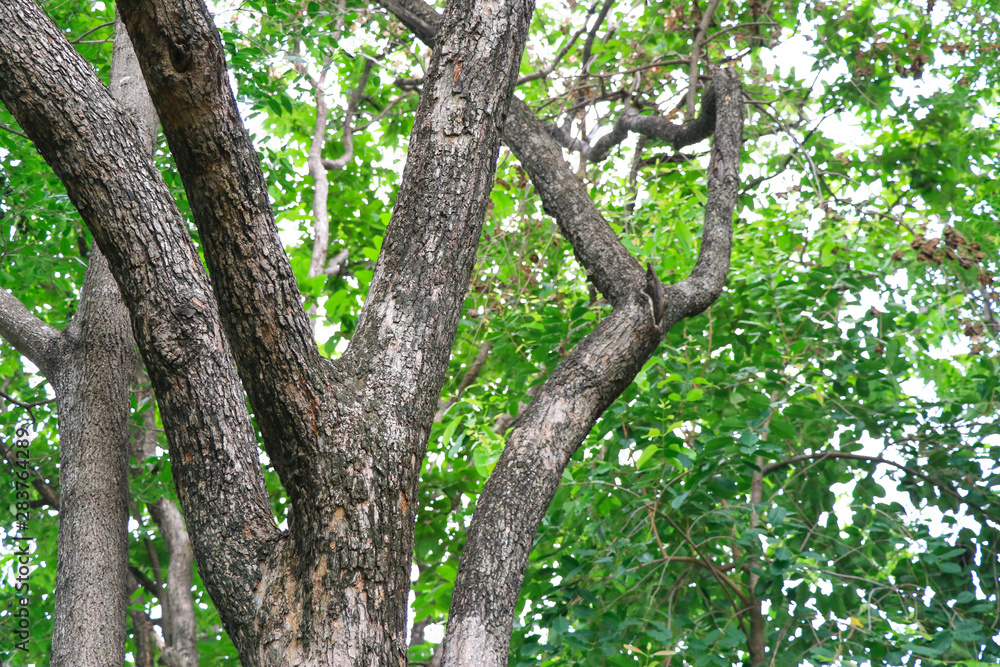 Tree trunk and green blurred background. Tree trunk and green blurred background.