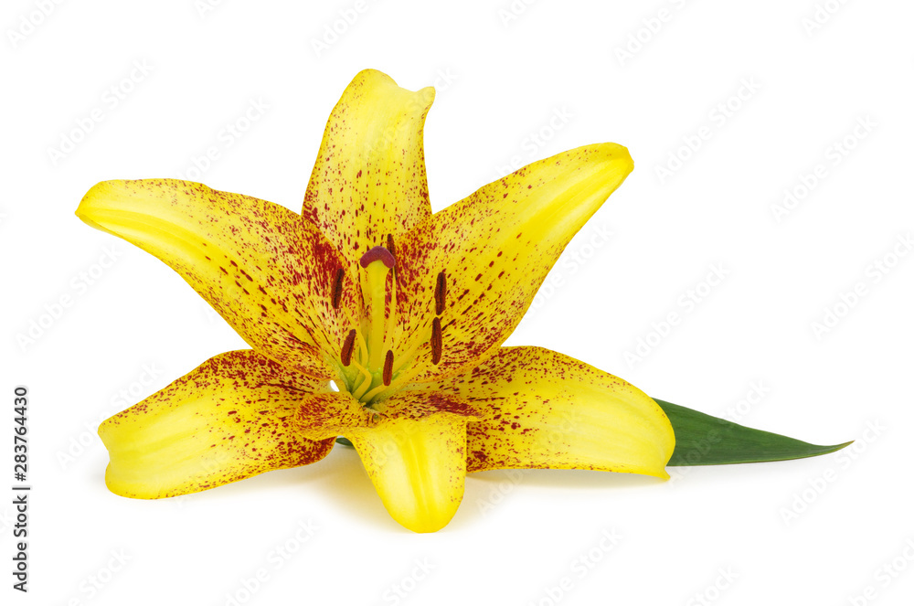 flower yellow lily on white flower yellow lily on white