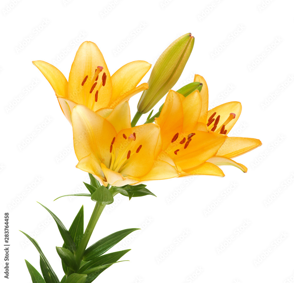 lilies on a white background lilies on a white background