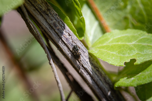 Metallic Green Sweat bee on a branch