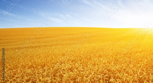 Wheat field and sun