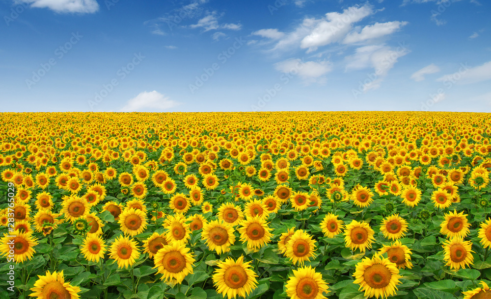 Obraz premium Sunflowers field on sky