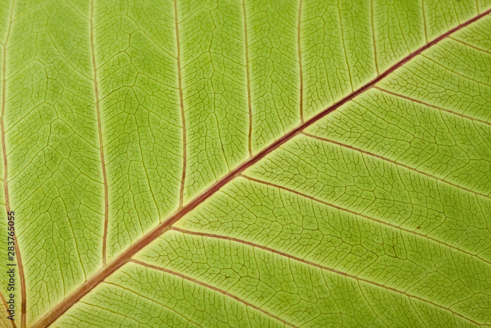 Close up of Leaf Veins Close up of Leaf Veins