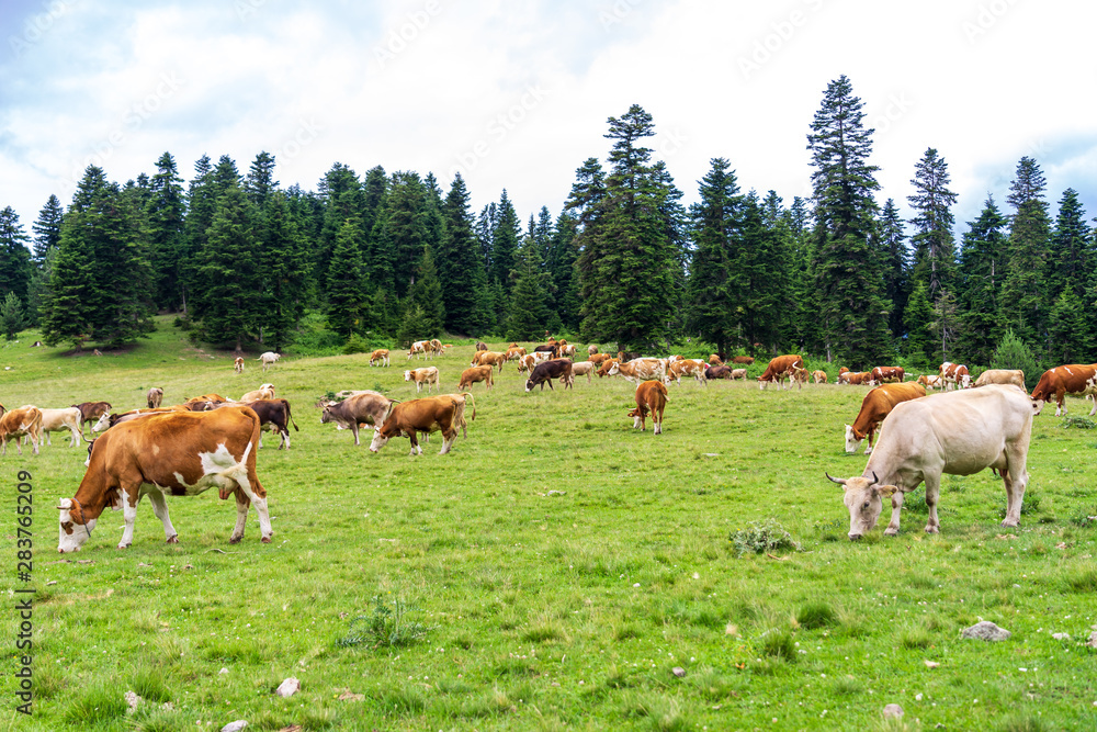 Summer Landscape in Artvin Province with Cows Grazing on Fresh Green Mountain.