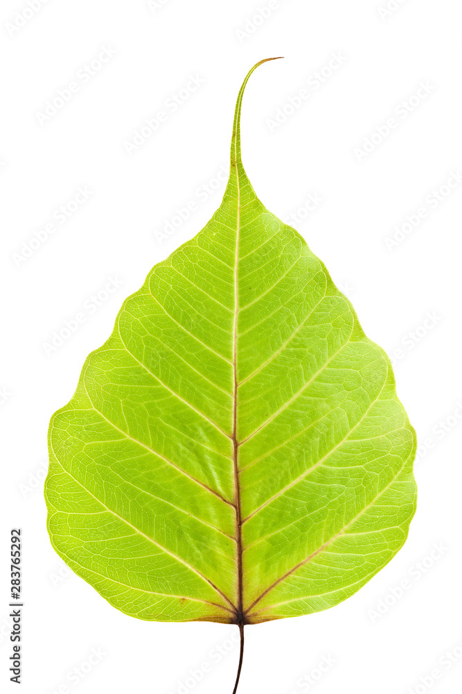 Obraz premium Bodhi tree leaf