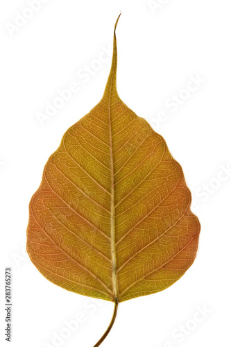 Bodhi tree leaf