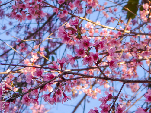 Blur Cherry Blossom Background © Cheewamet