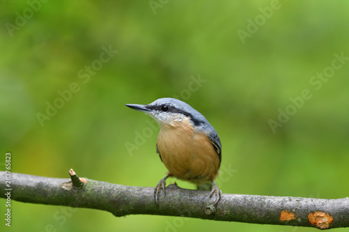 Eurasian nuthatch sitting on a branch in the forest
