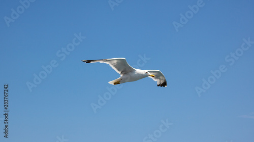 seagull