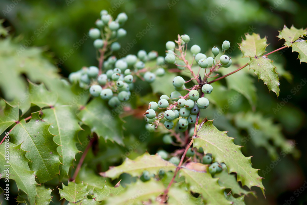 Oregon Grape Fruit Oregon Grape Fruit