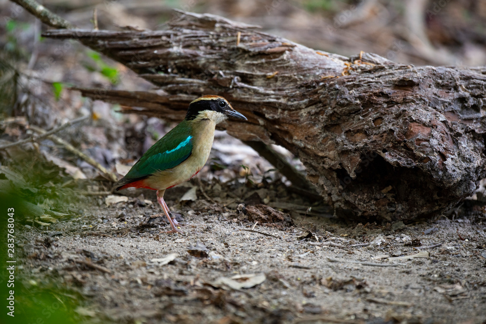 Fairy pitta Fairy pitta