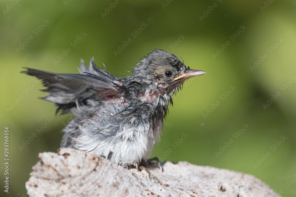 Naklejka premium After bath, the White wagtail (Motacilla alba)