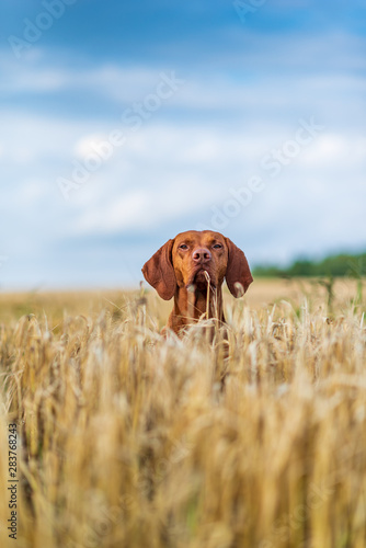 Portrait of a thoroughbred hunting dog close-up on the field against the sky.