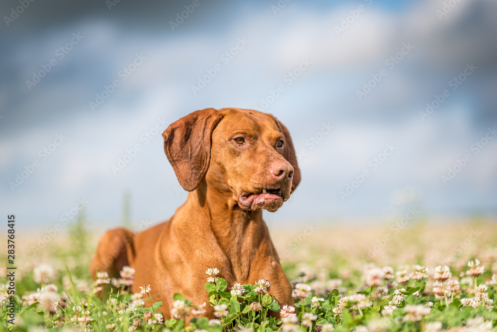 Portrait of a thoroughbred hunting dog close-up on the field against the sky. Portrait of a thoroughbred hunting dog close-up on the field against the sky.