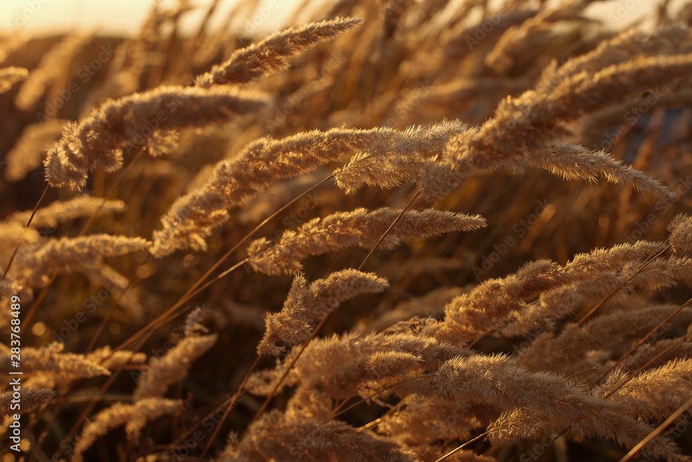 Spikelets of grass at sunset, yellow background with soft focus. Wallpaper, screensaver, summer rural style. Spikelets of grass at sunset, yellow background with soft focus. Wallpaper, screensaver, summer rural style.
