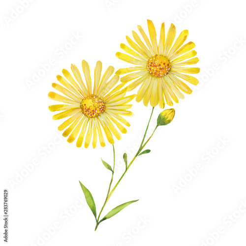 watercolor arnica flowers photo