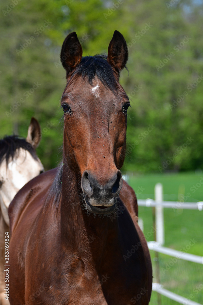 A horse in the summertime with lots of flies on its head. A horse in the summertime with lots of flies on its head.