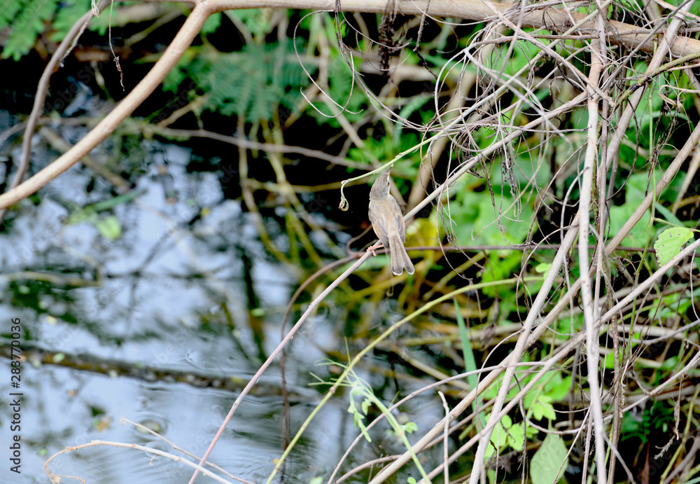 Plain prinia Plain prinia