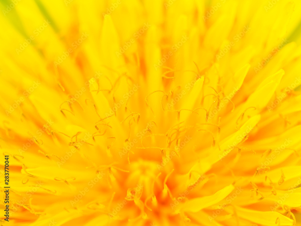 Beautiful Yellow Dandelion Close Up Macro image - obrazy, fototapety, plakaty 