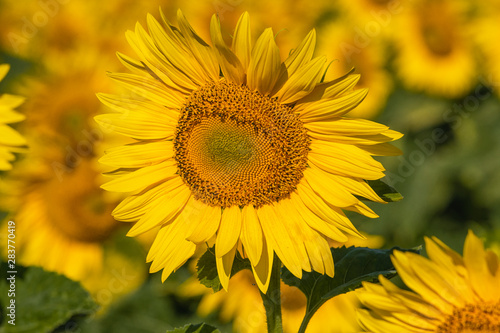 Detail of sunflower in bloom on the field © Jiri Dolezal