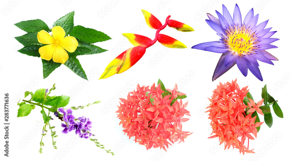 Real set of tropical flesh flowers 1 Real set of tropical flesh flowers 1