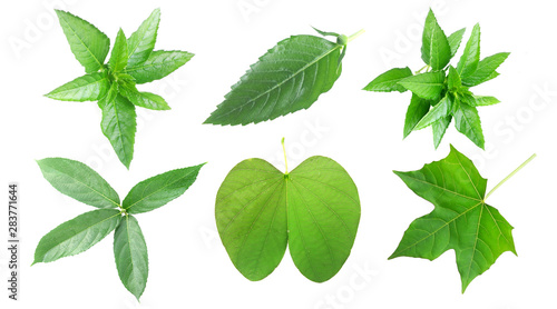 Real set of tropical leaves with white Background2
