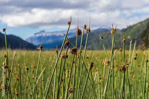 Close-up view of green juncus against blue sky in Los Alerces National Park, Patagonia, Argentina