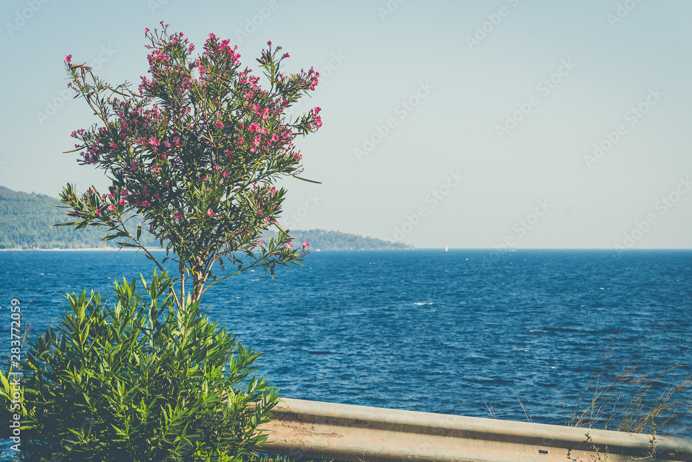 Sea panorama and flower called 