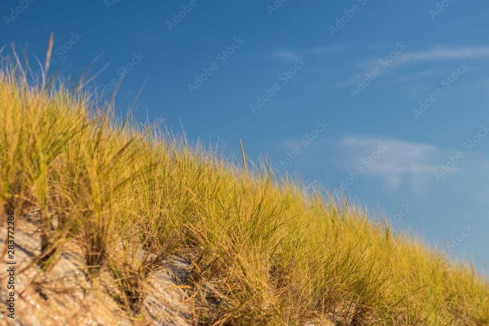Fototapeta premium Dünengras 2