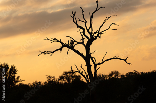 Árbol en una puesta de sol en Sudáfrica.