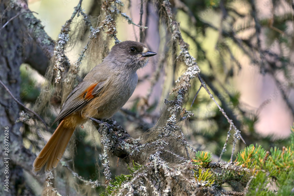 Siberian jay in the tree