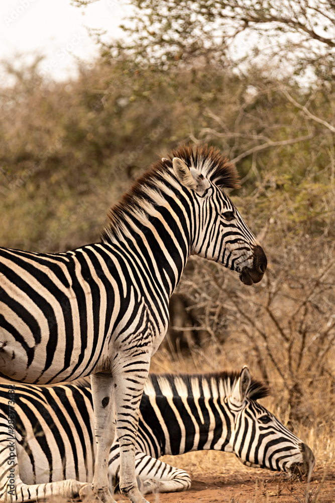 Dos cebras en el parque Kruger, Sudáfrica. Dos cebras en el parque Kruger, Sudáfrica.