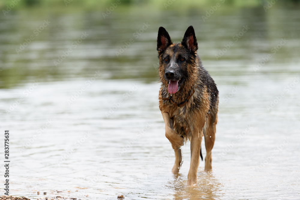 Un chien dans un cadre naturel extérieur en train de jouer avec de l'eau Un chien dans un cadre naturel extérieur en train de jouer avec de l'eau