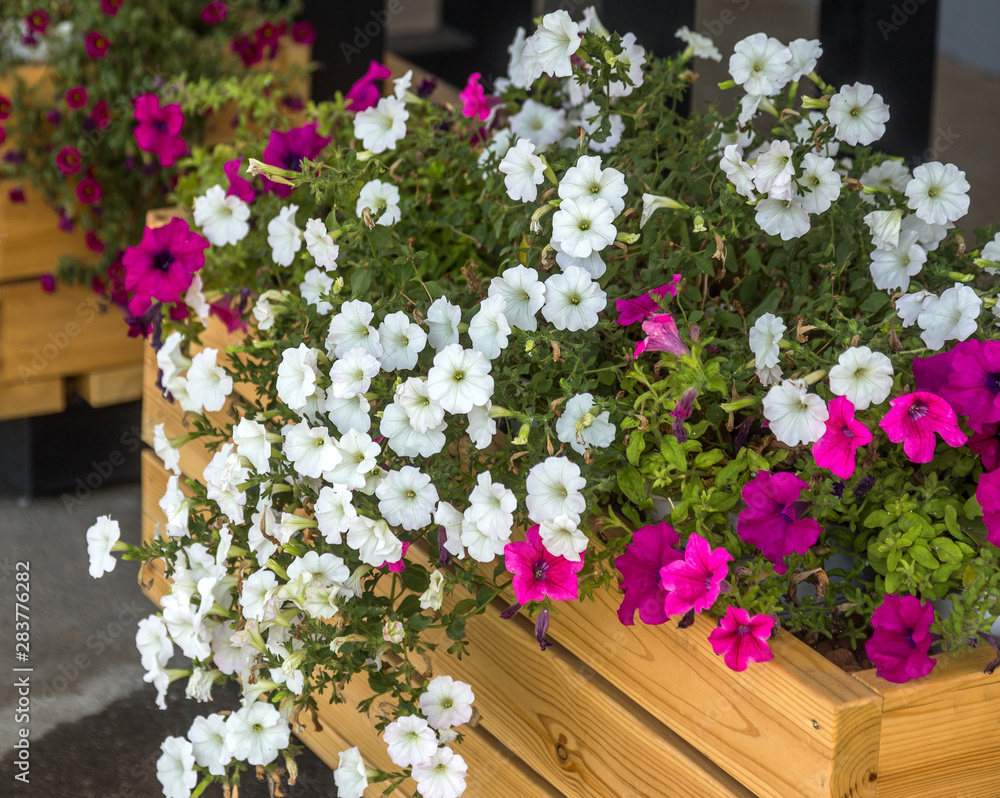 Beautiful designed flower boxes in front. Flowery exterior home decoration Beautiful designed flower boxes in front. Flowery exterior home decoration