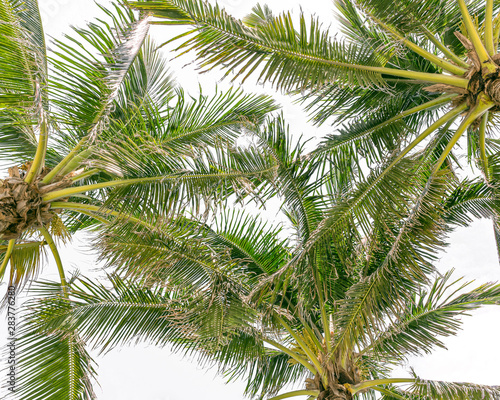 South Florida coastal palm trees and beach
