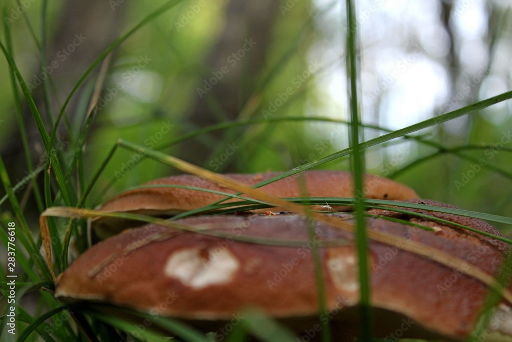 Edible mushroom of medium size, growing in the forest in the middle of summer. A unique image of the surrounding nature. Edible mushroom of medium size, growing in the forest in the middle of summer. A unique image of the surrounding nature.