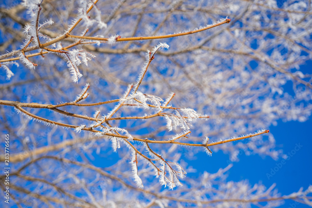 Maple branches covered in frost. Maple branches covered in frost.