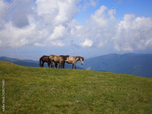 Horses in Fagaras Mountains in Romania