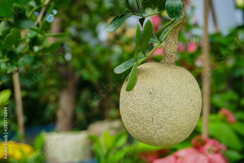 The wood apple (Limoniaacidissima) is a fruit, which has other names like elephant apple. photo