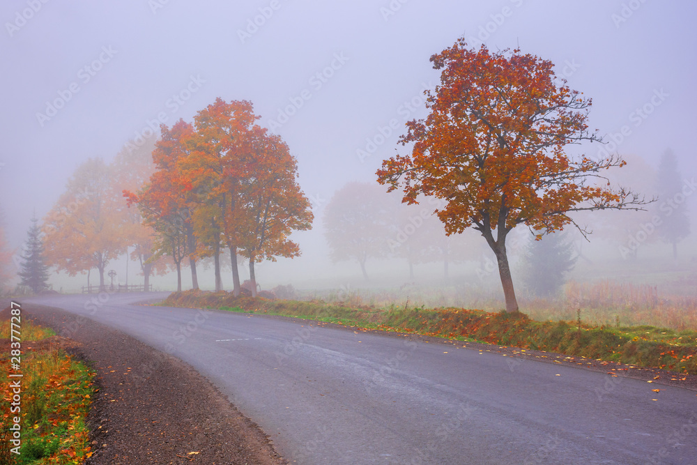 road winding through fog in autumn. beautiful fall scenery with trees in colorful foliage. amazing october weather in the morning. road winding through fog in autumn. beautiful fall scenery with trees in colorful foliage. amazing october weather in the morning.